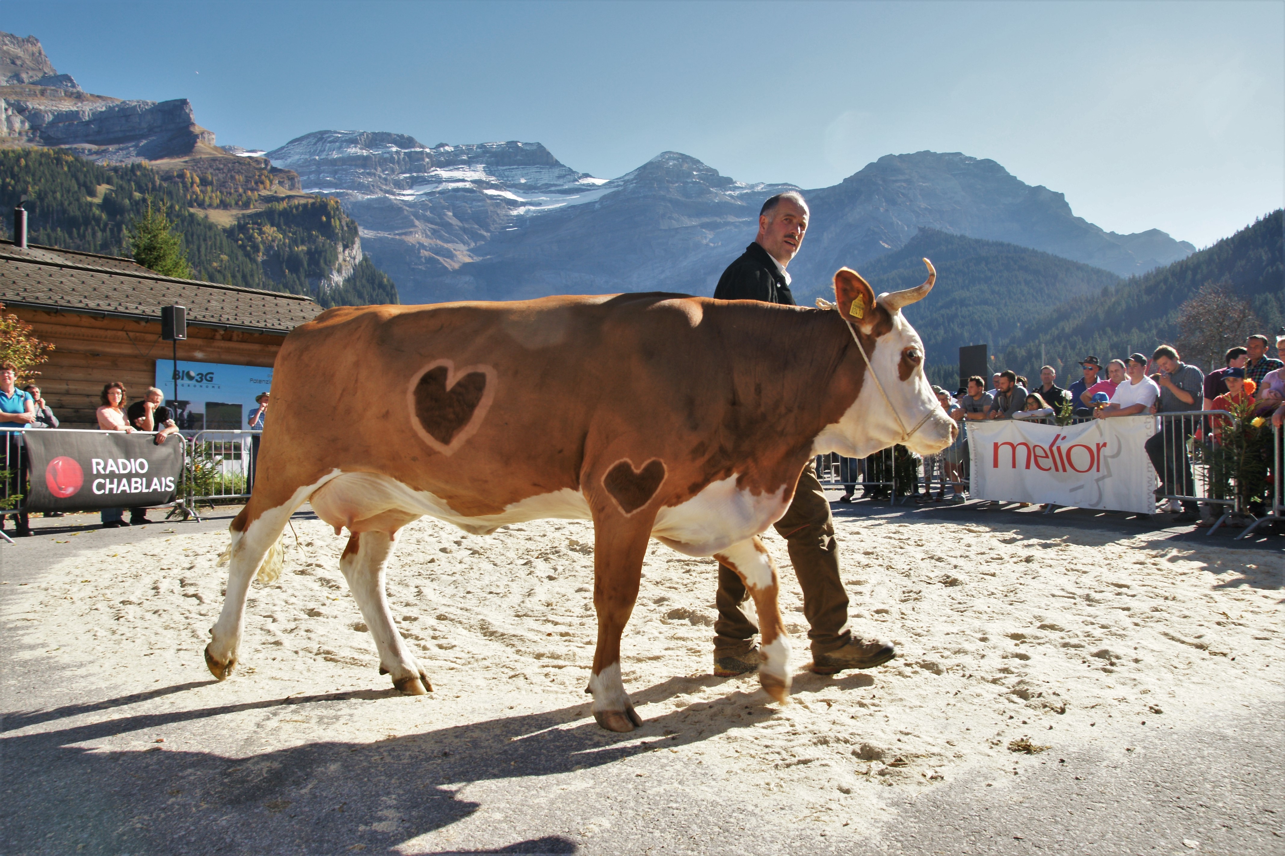 Les Diablerets: le pastoralisme à l'honneur